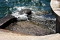 Lago di Como_065